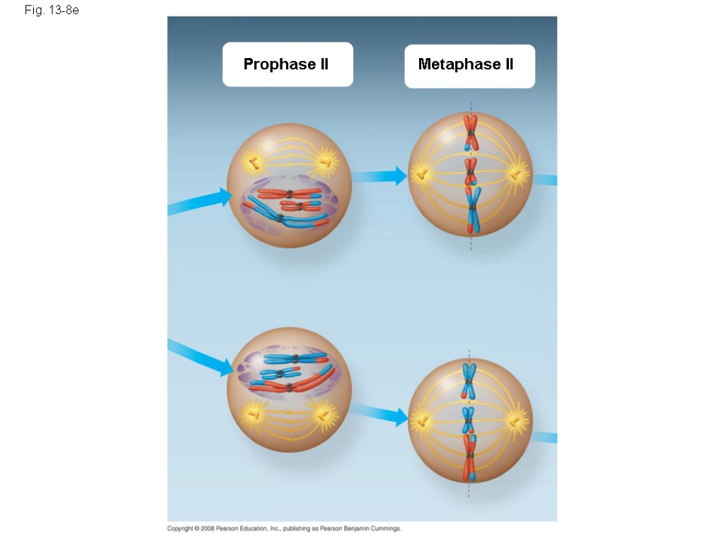 Fig. 13-8e Prophase II Metaphase II